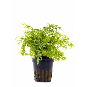 AQUAFLORA - CERATOPTERIS SILIQUOSA